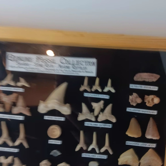 Genuine Fossil Collection Display - Picture 3 of 4